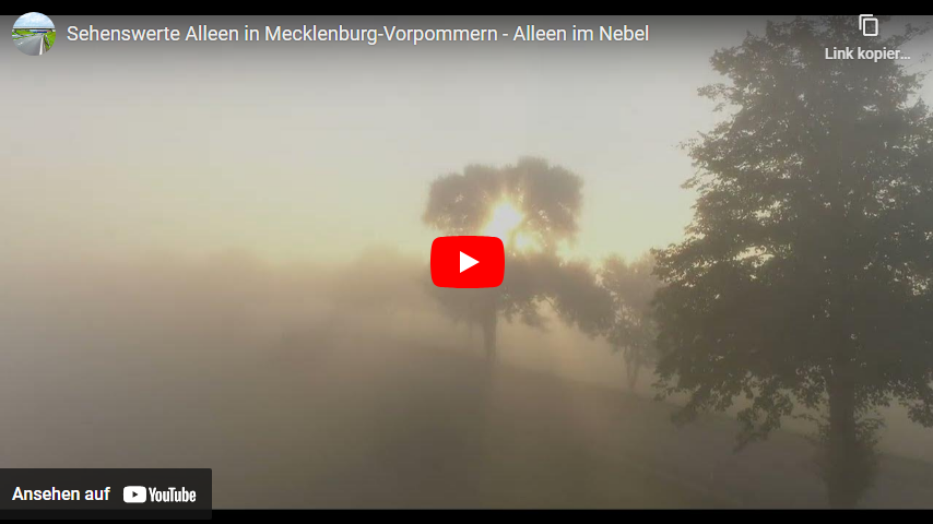 Video starten: Film "Sehenswerte Alleen in Mecklenburg-Vorpommern - Alleen im Nebel" auf Youtube