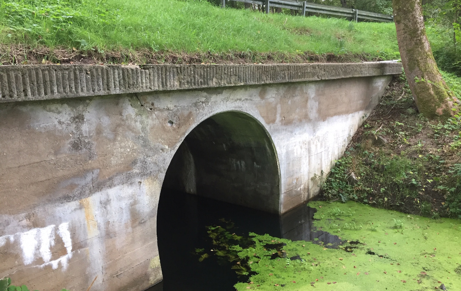 Ein Gewässer fließt durch eine betonierte Brücke, auf der sich ein mit Gras bewachsener Hang an einer Straße befindet. Im Wasser sind Wasserlinsen.