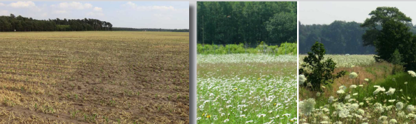 CEF-Maßnahme: Entwicklung von Brachflächen auf Acker