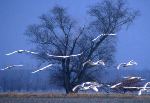 Gänseflug im Polder Rustow-Randow