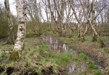 Vernässter Birkenbruchwald im Kröpeliner Torfmoor