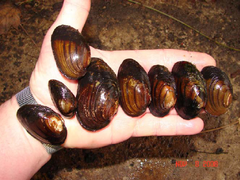 Bachmuschelumsiedlung: Ersatzneubau Nebelbrücke Kölln