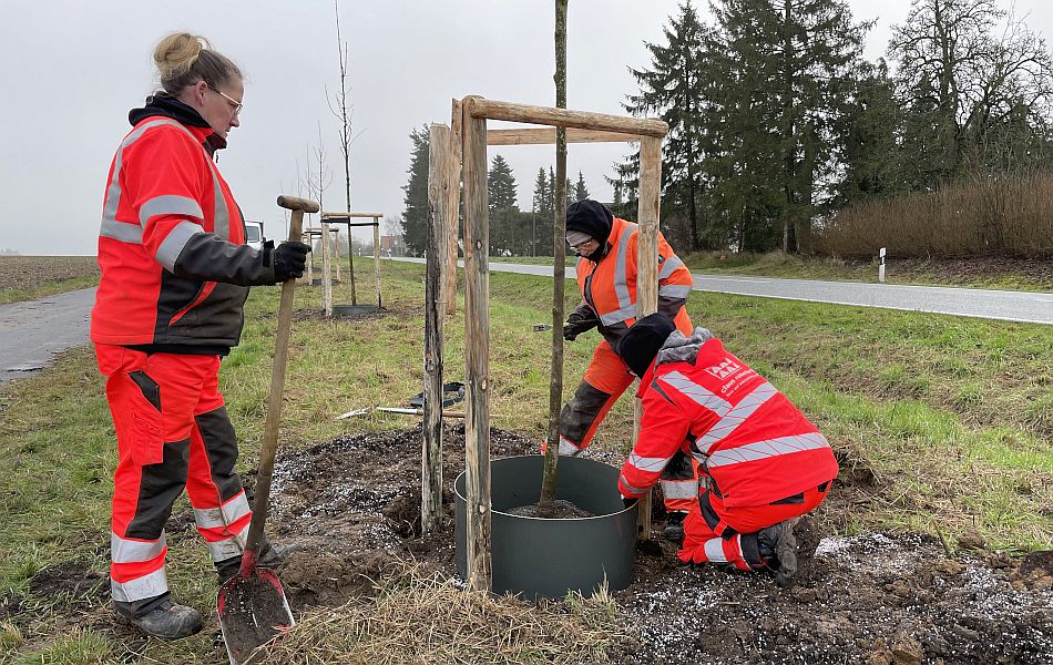 Drei Frauen in orangener Arbeitskleidung pflanzen einen Baum an. Die Pflanzreihe befindet sich zwischen einer Straße und einem Radweg. © strassen-mv.de Drei Frauen in orangener Arbeitskleidung pflanzen einen Baum an. Die Pflanzreihe befindet sich zwischen einer Straße und einem Radweg.