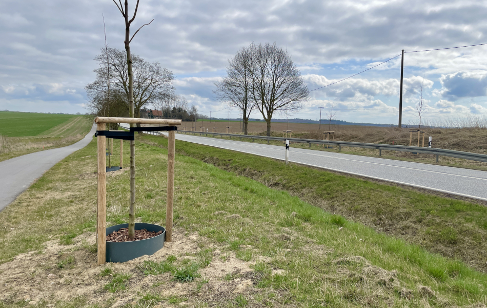 Zwischen einem Radweg und einer Straße befinden sich neu angepflanzte Bäume. Auf der anderen Straßenseite sind ebenfalls Bäume eingesetzt worden. © strassen-mv.de Zwischen einem Radweg und einer Straße befinden sich neu angepflanzte Bäume. Auf der anderen Straßenseite sind ebenfalls Bäume eingesetzt worden.