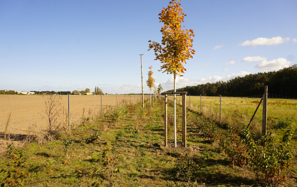 Frisch gepflanzte junge Bäume stehen auf einem Feld in einer Reihe. Links und rechts davon befinden sich Zäune. Ganz rechts ist im Hintergrund ein Wald.