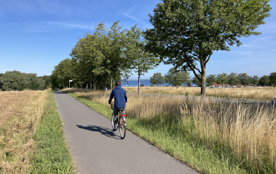 Ein Fahrradfahrer fährt an einer Straße auf einem Radweg über ein Feld in Richtung Wald. Zwischen dem Radweg und der Straße befinden sich Alleebäume.