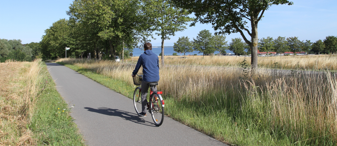 Ein Fahrradfahrer fährt an einer Straße auf einem Radweg über ein Feld in Richtung Wald. Zwischen dem Radweg und der Straße befinden sich Alleebäume.