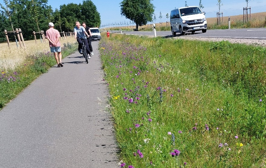 Rad- und Gehweg neben einer Straße mit blühendem Grünstreifen, jungen Bäumen sowie Radfahrern und Fußgänger am Fahrbahnrand.