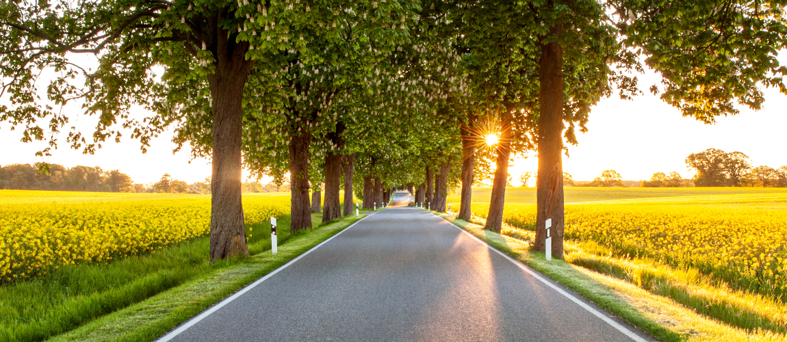 Die Landesstraße 231 zwischen den Ortschaften Rey und Altkalen (Landkreis Rostock) ist gesäumt von Alleebäumen. Im Hintergrund geht die Sonne auf. 