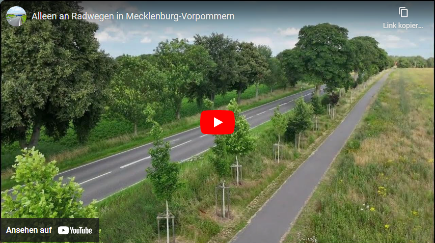 Video starten: Film "Alleenentwicklung im Zuge des Straßenumbaus" auf Youtube