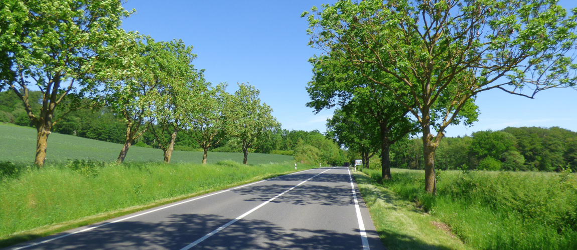 Baumgesäumte Landstraße durch grüne Felder, kräftiges Laub unter blauem Himmel, harmonische Landschaft im Frühsommer.