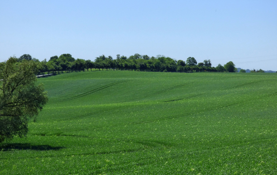 Weite, grüne Hügellandschaft mit Feldern und Baumreihe am Horizont unter klarem blauem Himmel, Frühsommerstimmung.