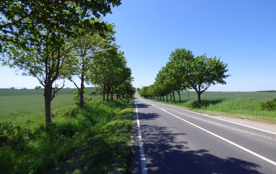 Gerade Landstraße mit junger Baumallee, grüne Felder und blauer Himmel, einzelne Schatten der Bäume auf der Fahrbahn.