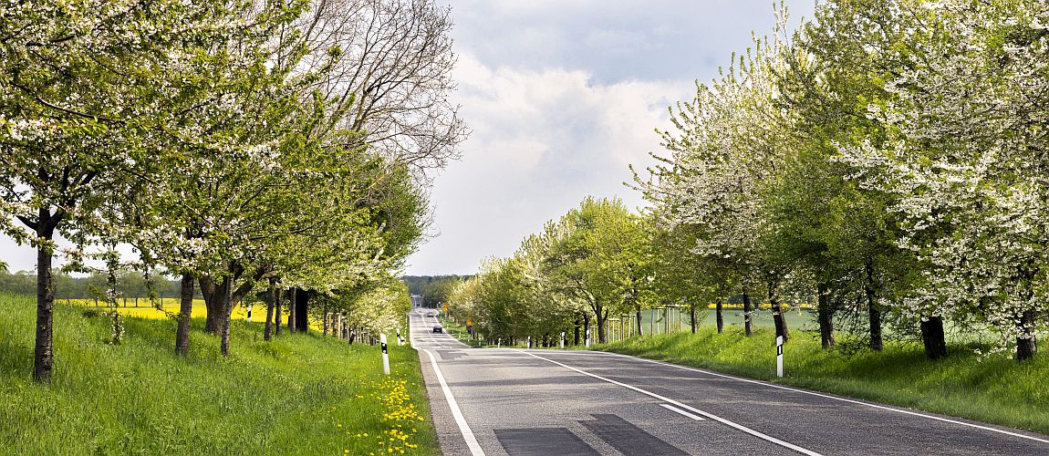 Landstraße mit blühenden Obstbäumen beidseits der Fahrbahn, frisches Frühlingsgrün auf den Wiesen und gelbe Rapsfelder im Hintergrund unter leicht bewölktem Himmel.
