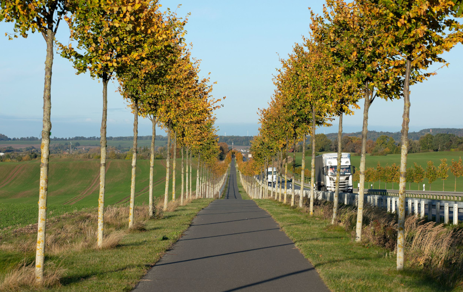 Radweg mit beidseitiger junger Baumreihe neben einer Landstraße, herbstlich gefärbte Blätter und Fernblick über hügelige Landschaft.