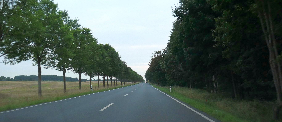 Baumgesäumte Landstraße durch offene Felder, links Getreide, rechts Waldrand, gleichmäßige Baumreihe und weiter Blick in die Landschaft.