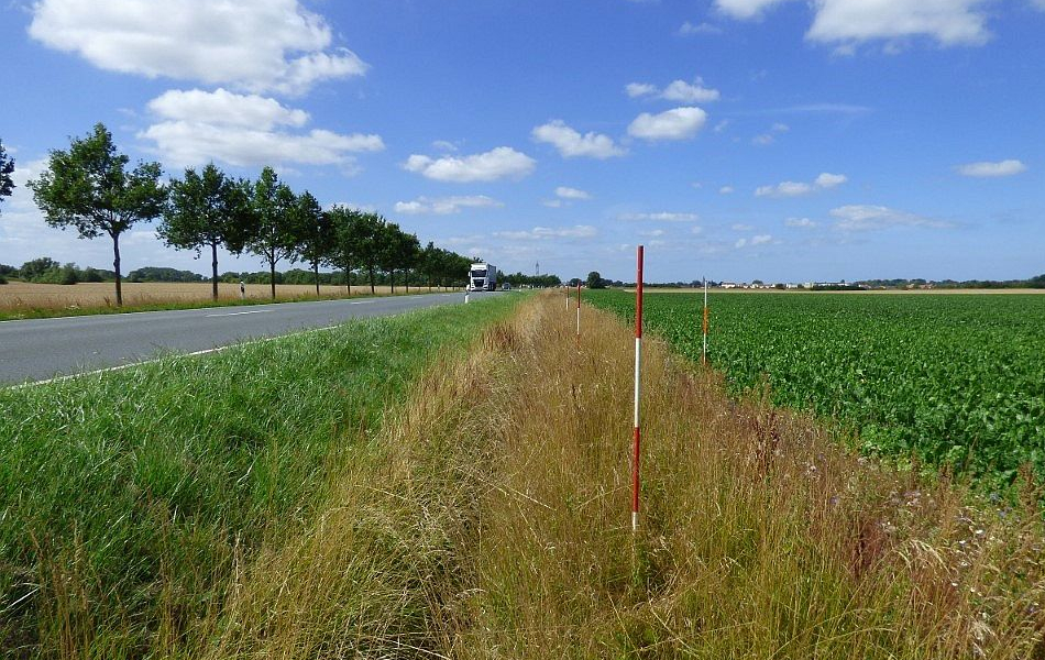 Landstraße mit Baumreihe entlang grüner Felder, blauer Himmel mit weißen Wolken, Lkw auf der Fahrbahn in weiter, offener Landschaft.