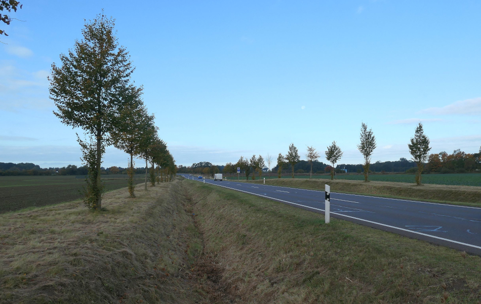 Landstraße mit junger Baumreihe und Radweg daneben, im Hintergrund ältere Bäume mit herbstlich verfärbtem Laub, Felder und Waldsäume.