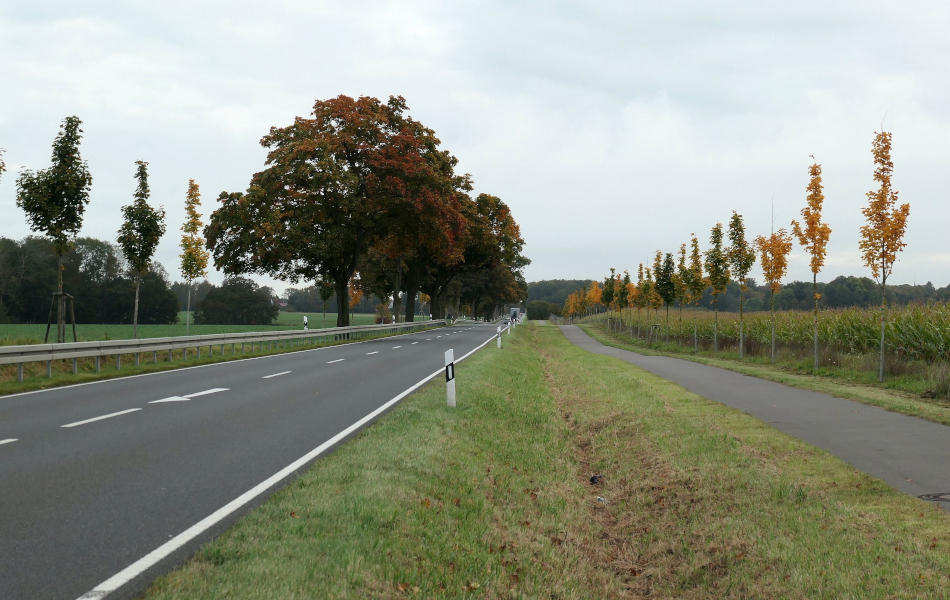Blick entlang einer Landstraße mit frisch gepflanzten Alleebäumen, daneben Ackerflächen und blauer Himmel über der weiten Landschaft.