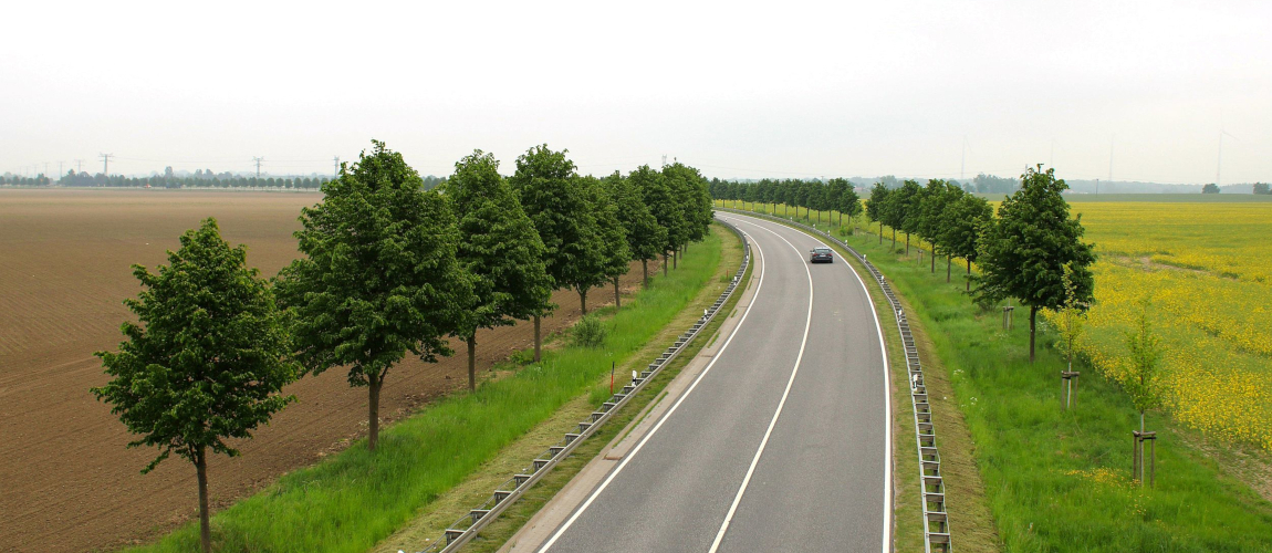 Leicht geschwungene Landstraße mit junger Baumallee, Autos auf der Fahrbahn, Felder mit Rapsblüte und Ackerflächen beidseits der Trasse.