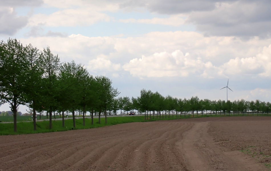 Baumreihe entlang einer Landstraße durch offene Ackerlandschaft, im Hintergrund Windrad und wolkenverhangener Himmel.