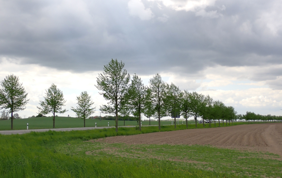 Landstraße mit junger Baumreihe am Fahrbahnrand, frisches Frühlingsgrün und bewölkter Himmel über offener Feldlandschaft.
