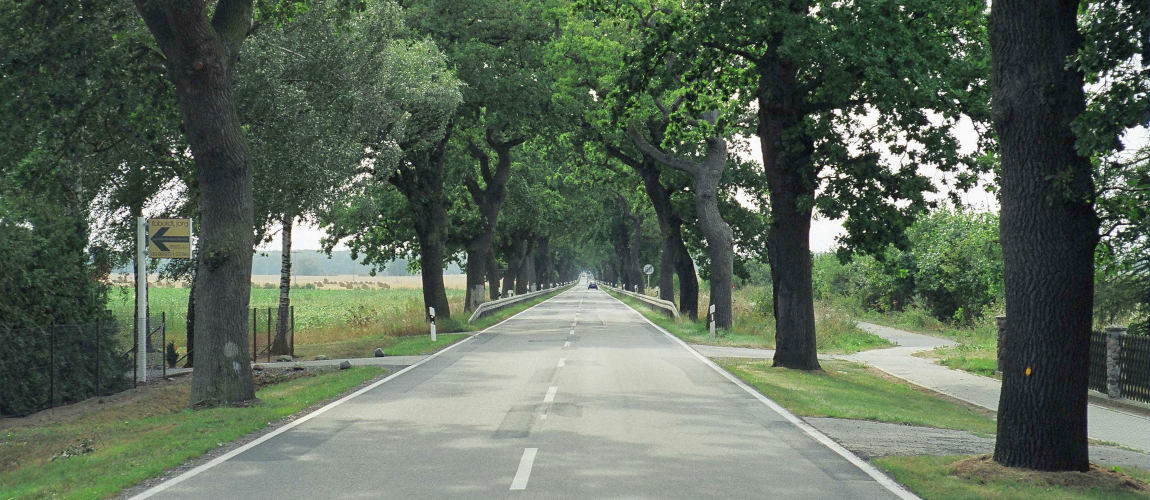 Baumgesäumte Landstraße mit alten Eichen führt geradeaus durch eine offene Feldlandschaft, dichter grüner Laubschatten über der Fahrbahn. © strassen-mv.de Baumgesäumte Landstraße mit alten Eichen führt geradeaus durch eine offene Feldlandschaft, dichter grüner Laubschatten über der Fahrbahn.