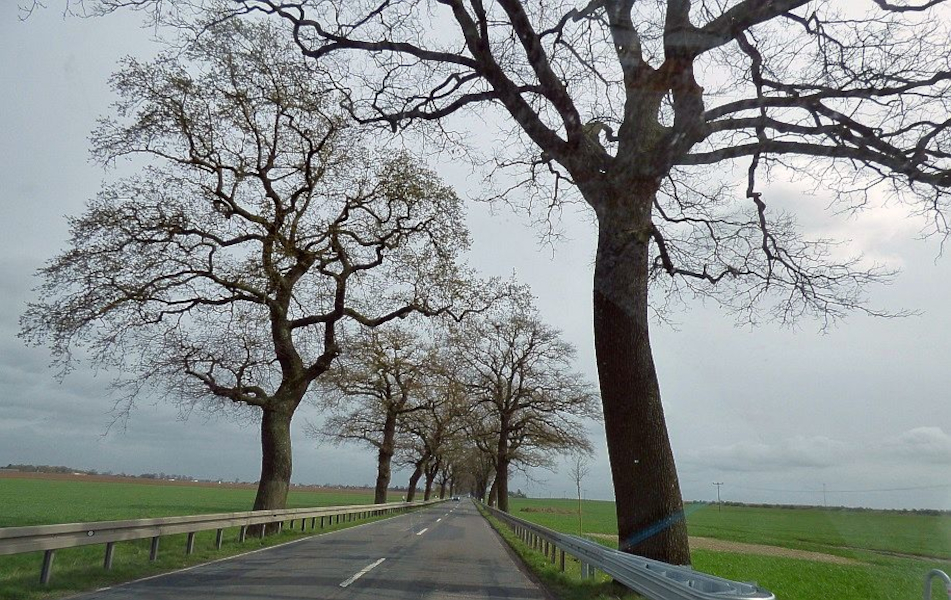 Gerade Landstraße mit hohen, unbelaubten Eichen, rechts und links grüne Felder unter grauem, wolkenverhangenem Himmel. © STZ WLU Gerade Landstraße mit hohen, unbelaubten Eichen, rechts und links grüne Felder unter grauem, wolkenverhangenem Himmel.