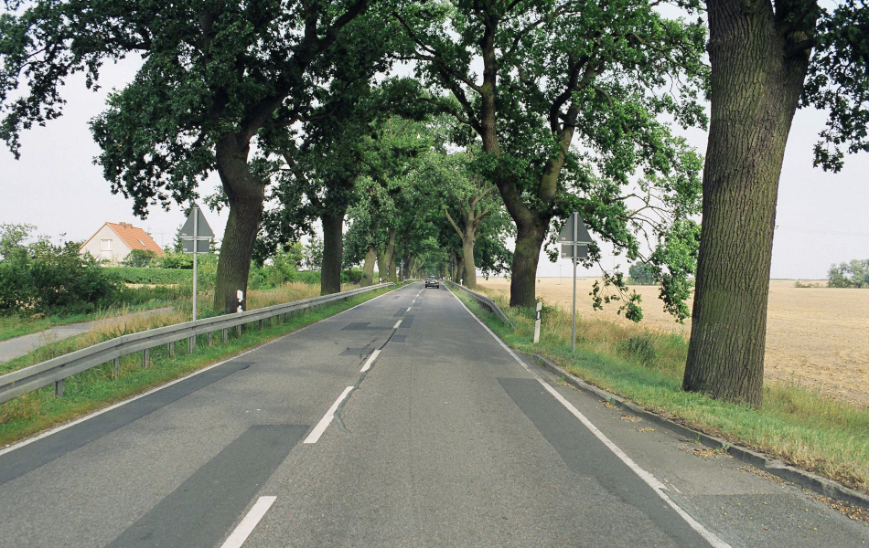 Landstraße mit alten, mächtigen Eichen auf beiden Seiten, teils mit Leitplanken, im Hintergrund Felder und ein Wohnhaus. © strassen-mv.de Landstraße mit alten, mächtigen Eichen auf beiden Seiten, teils mit Leitplanken, im Hintergrund Felder und ein Wohnhaus.