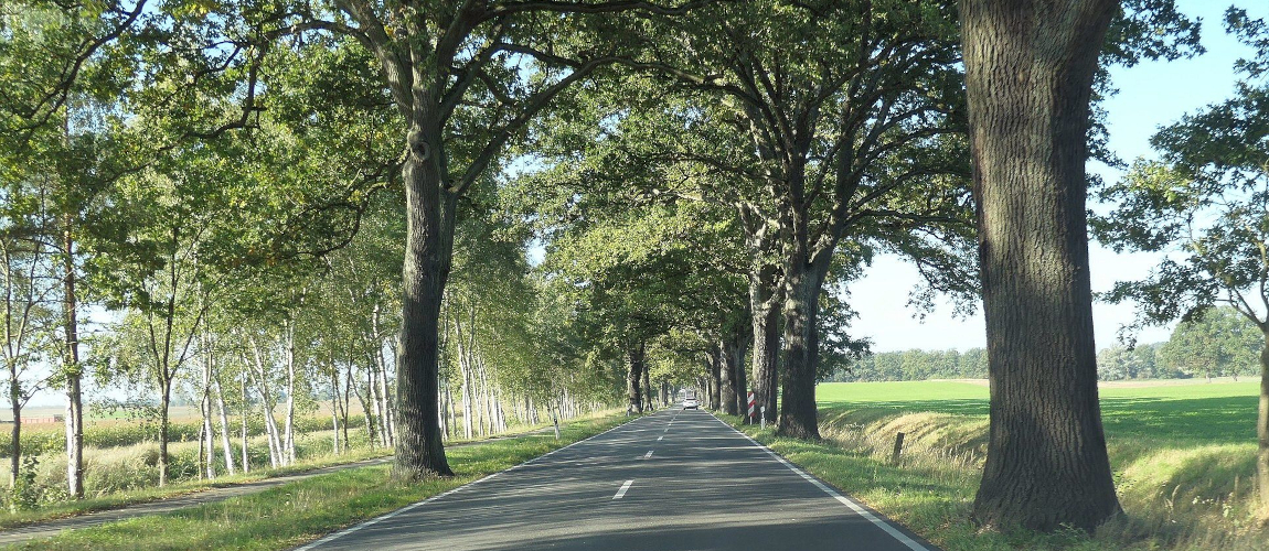 Landstraße unter dichter Allee aus hohen Eichen, daneben Felder und ein Radweg im lichten Grün.