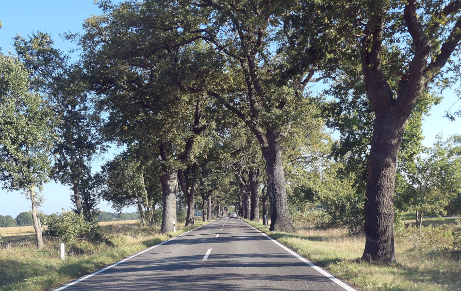 Gerade Landstraße zwischen alten, hohen Eichenreihen, flankiert von offenen Feldern.
