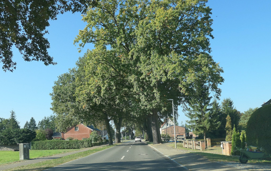 Ortsdurchfahrt mit großen, alten Alleenbäumen entlang der Straße, umgeben von Häusern und Gärten.