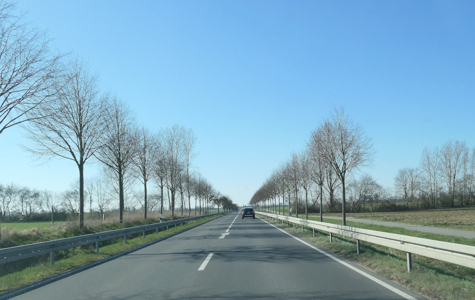 Landstraße mit dichter junger Baumreihe entlang der Fahrbahn, umgeben von offenen Feldern; im Hintergrund klarer Himmel und weite Landschaft.