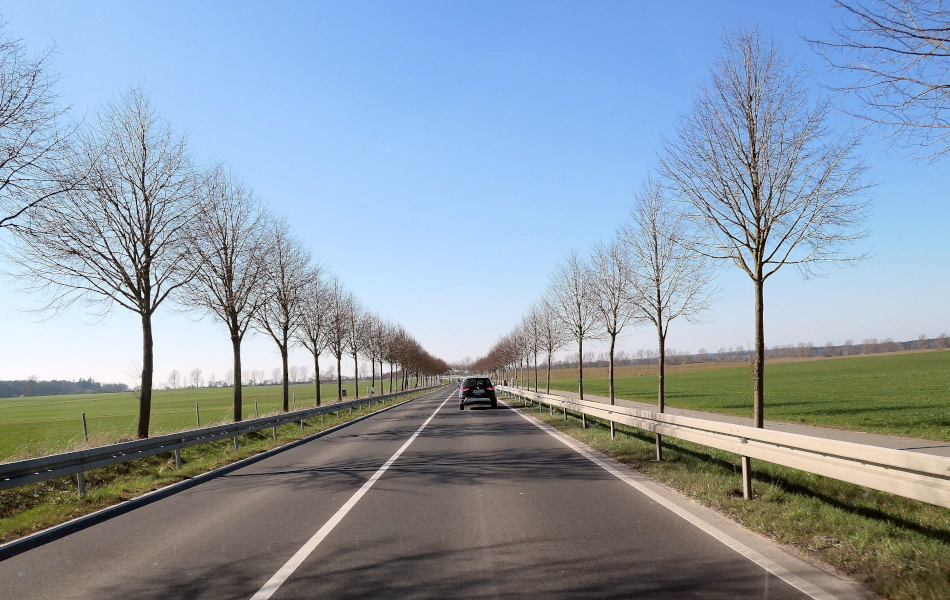 Landstraße mit beidseitiger junger Baumreihe, daneben grüne Felder; im Hintergrund klarer Himmel und weiter Blick in die Landschaft.
