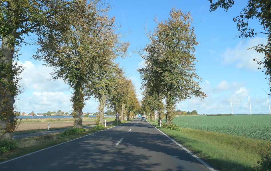 Landstraße mit dichter Baumreihe beidseitig der Fahrbahn, daneben weite Felder; im Hintergrund lichte Bewölkung und ein klarer Blick über die Landschaft.