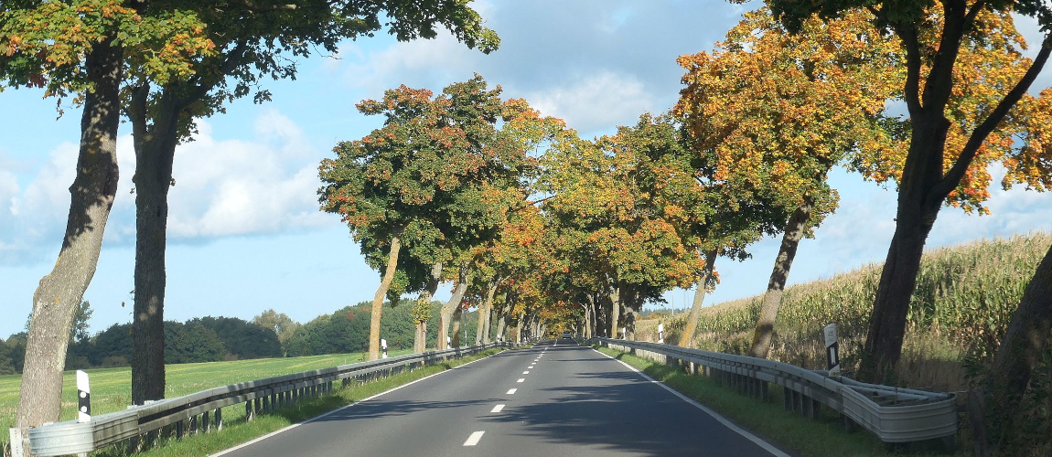 Gerade Landstraße mit dichten Baumreihen auf beiden Seiten; herbstliche Farben und freie Sicht über die umliegenden Felder.