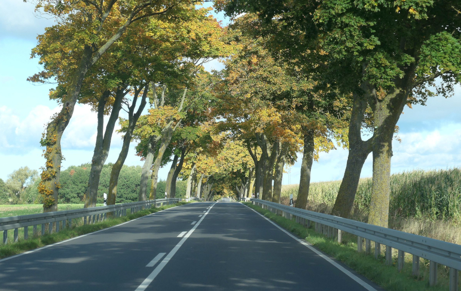 Landstraße mit dichter Baumreihe am Fahrbahnrand, herbstlich gefärbte Kronen; daneben Felder und ein ruhiger Blick über die Landschaft.