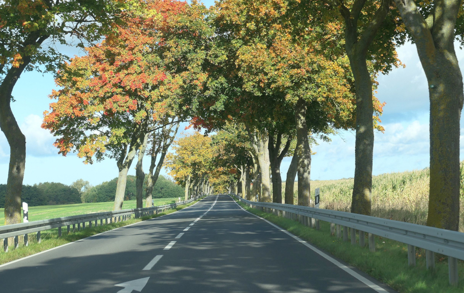 Landstraße mit hohen, dicht stehenden Bäumen beidseitig der Fahrbahn; seitlich offene Felder und ein weiter Blick in die Landschaft.