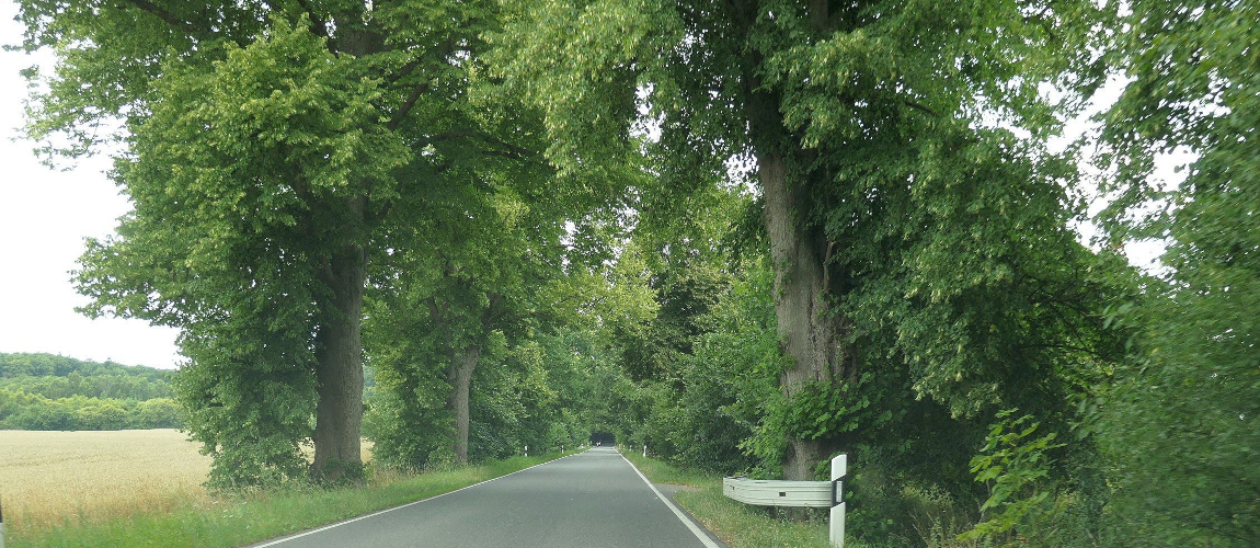 Schmale Landstraße mit alten, dichten Bäumen am Fahrbahnrand; daneben Felder und ein weiter Blick durch die baumbestandene Allee.