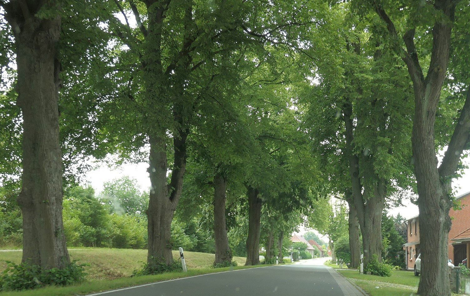 Landstraße mit hoher, geschlossener Baumreihe links, seitlich Felder und vereinzelte Häuser; klare Sicht in die grüne Landschaft.