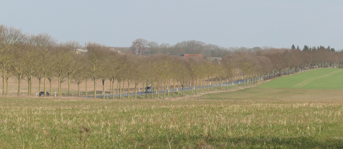 Landstraße mit Baumreihe entlang der Fahrbahn, daneben offene Felder; im Hintergrund klarer Himmel und weitläufige Landschaft.