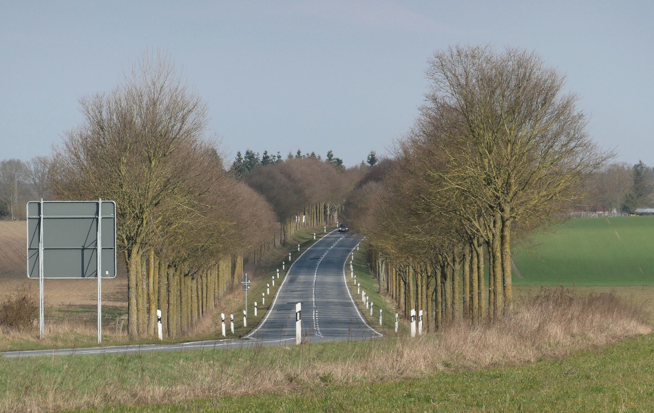 Landstraße mit Baumreihe am rechten Fahrbahnrand, umgeben von Feldern; im Hintergrund blauer Himmel und eine weite Landschaftsperspektive.