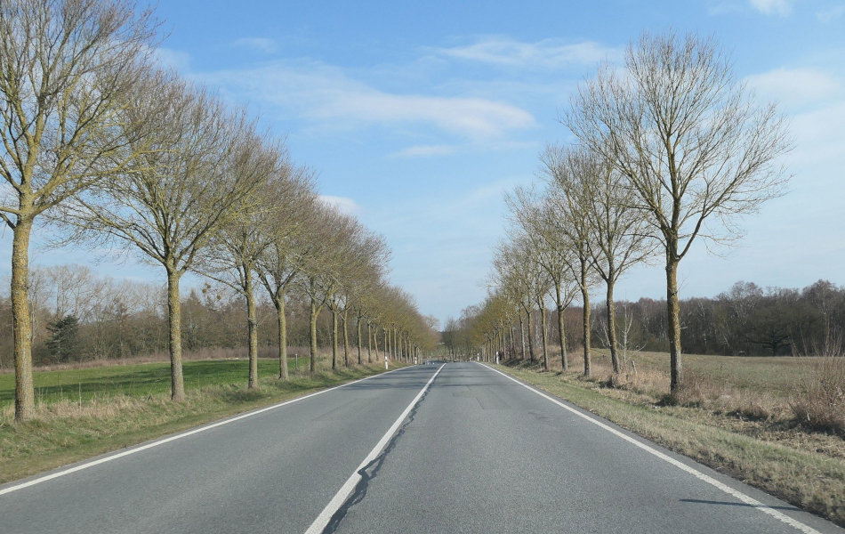 Landstraße mit junger Baumreihe beidseits der Fahrbahn, daneben offene Felder; im Hintergrund klarer Himmel und weiter Landschaftsblick.