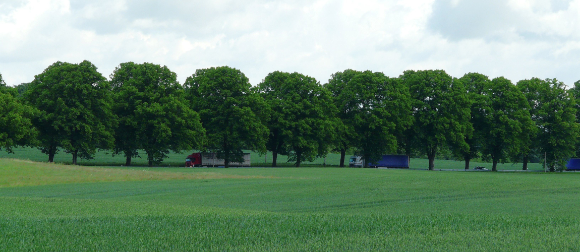 Landstraße mit geschlossener Baumreihe am Fahrbahnrand, umgeben von Feldern; im Hintergrund leichter Dunst und weiter Blick über die Landschaft.