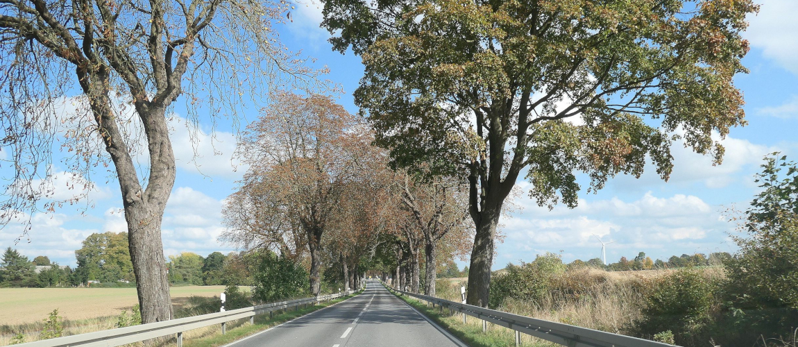 Landstraße mit durchgehender Baumreihe am Fahrbahnrand, daneben Felder; im Hintergrund leichter Wolkenzug und weiter Landschaftsblick.
