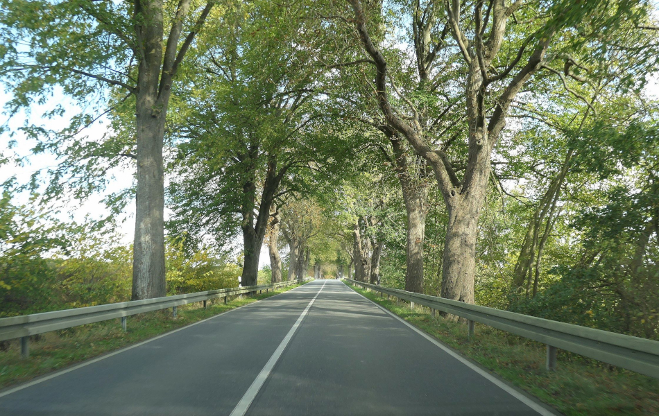 Landstraße mit dichter Baumreihe beidseits der Fahrbahn, daneben Felder; im Hintergrund leicht bewölkter Himmel und ein weiter Blick über die Landschaft.