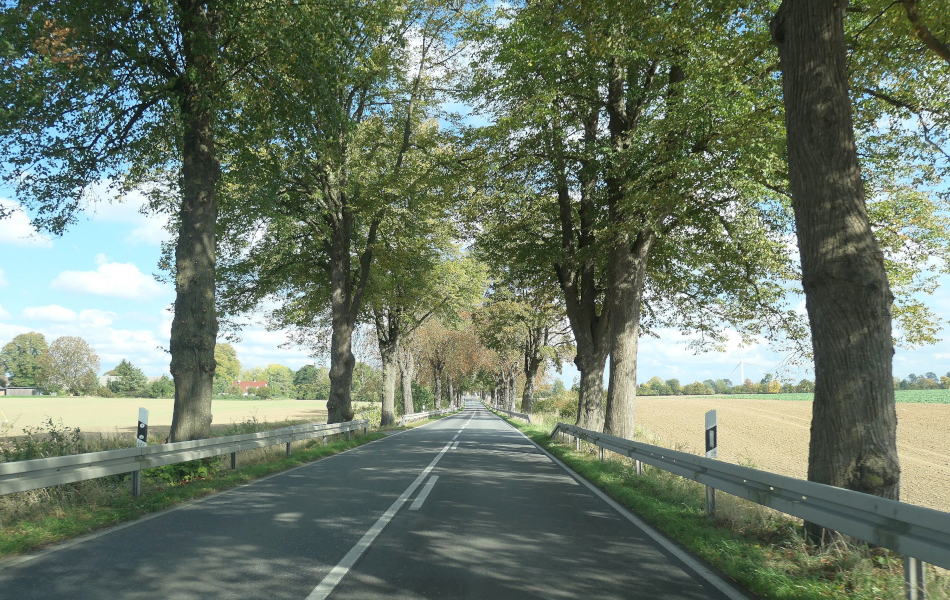 Landstraße mit hoher Baumreihe beidseits der Fahrbahn, flankiert von Feldern; im Hintergrund leicht bewölkter Himmel und offene Landschaft.