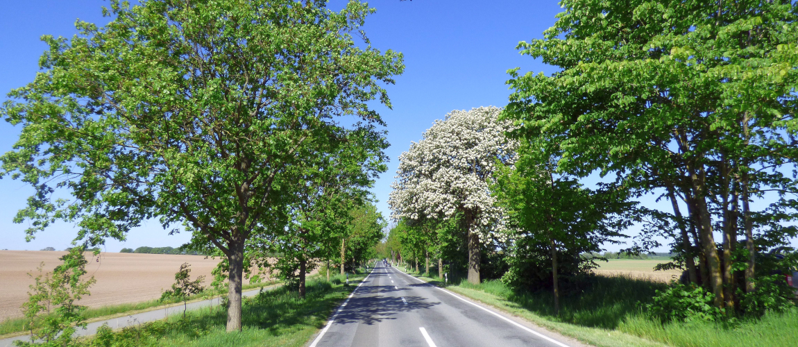Gerade Landstraße mit dichter Baumreihe, flankiert von Feldern, unter klarem blauem Himmel.