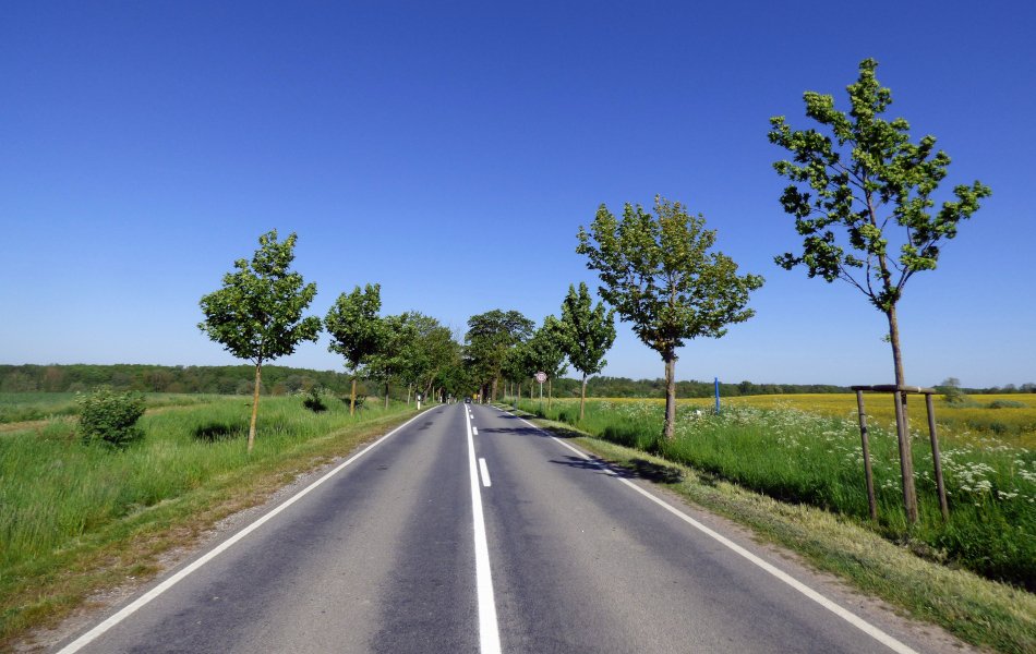 Landstraße mit junger Baumreihe beidseits der Fahrbahn, im Hintergrund weite Felder unter klarem blauem Himmel.