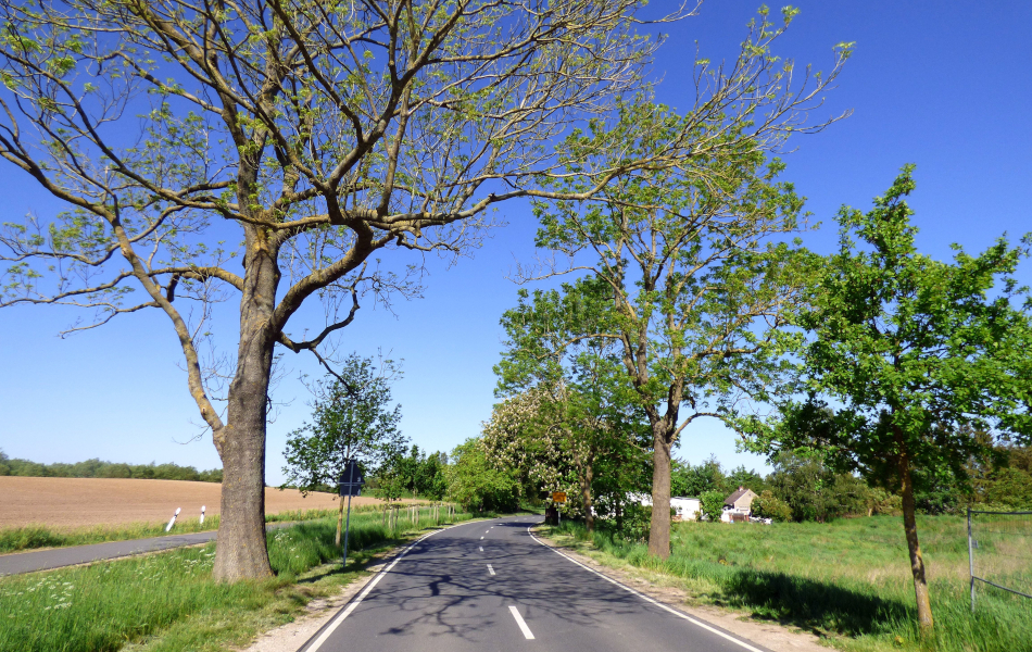 Landstraße mit einzelnen großen Bäumen am Fahrbahnrand, daneben Felder und ein kleiner Ort unter wolkenlosem Himmel.